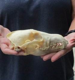 Authentic Coyote skull 7-1/2 x 3-3/4 inches for sale for $30