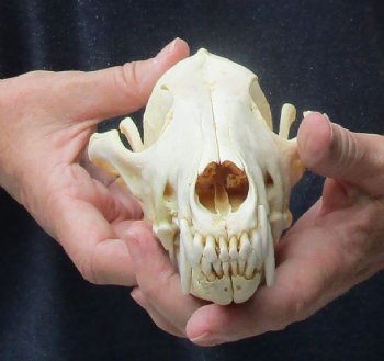 Authentic Coyote skull 7-3/4 x 4 inches for sale for $30