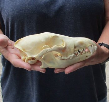Authentic Coyote skull 7-3/4 x 3-3/4 inches for sale for $30