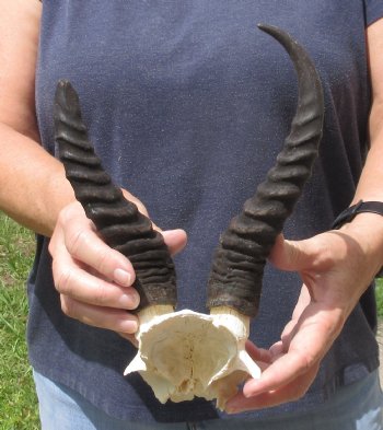 7 & 10 inch Male Springbok Horns on Skull Plate -$20