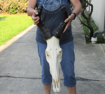 African male Red Hartebeest skull with 20 inch horns - $95