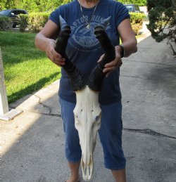 African male Red Hartebeest skull with 21 inch horns - $135