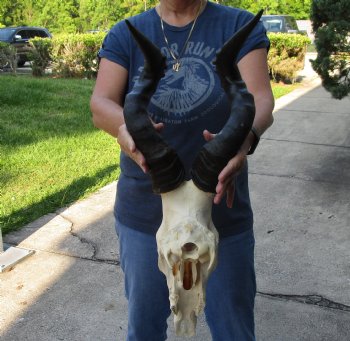 African male Red Hartebeest skull with 21 inch horns - $95