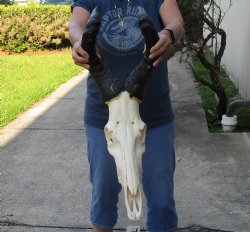 African male Red Hartebeest skull with 20 inch horns - $95