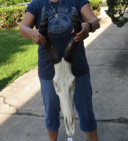 B-Grade African male Red Hartebeest skull with 19 inch horns - $125