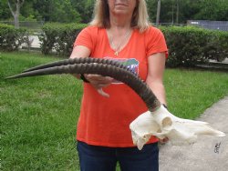 A-Grade Female Sable Skull with 25 inch Horns - $215