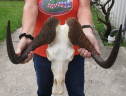 Hugh A-Grade African Black Female Wildebeest Skull and 18" Horns - $125