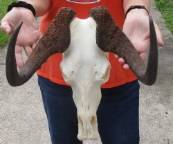 African Black Female Wildebeest Skull and 14" Horns - $115