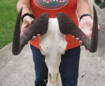 A-Grade African Black Female Wildebeest Skull and 14" Horns - $120
