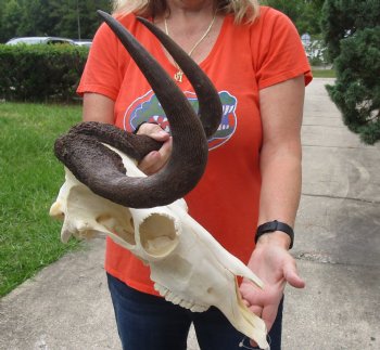 A-Grade African Black Female Wildebeest Skull and 14" Horns - $120
