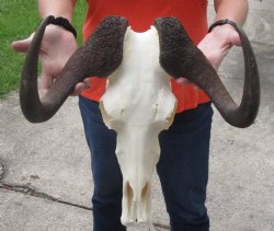 African Black Female Wildebeest Skull and 15" Horns - $115