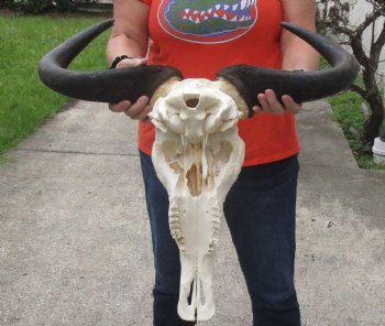 Blue Wildebeest Skull with 24-1/2 inch wide horns - $90