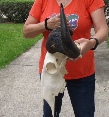 Blue Wildebeest Skull with 22 inch wide horns - $90