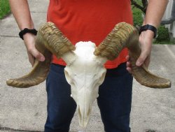 African Merino Ram/Sheep Skull with 23 & 24 inch Horns - $170
