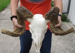 African Merino Ram/Sheep Skull with 28 & 29 inch Horns - $170