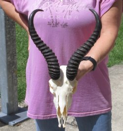  Male Springbok skull and 10-11 inch horns - $70