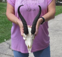  Male Springbok skull and 9-10 inch horns - $70