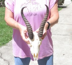  Male Springbok skull and 9-10 inch horns - $70