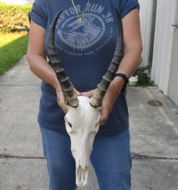 Female Blesbok 12-inch Horns and 11-inch Skull - $80