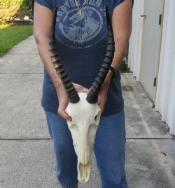 Female Blesbok 11-inch Horns and 12-inch Skull - $80