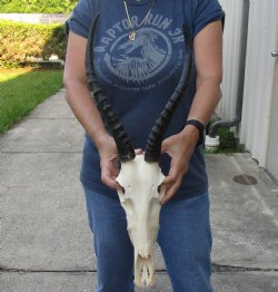 Female Blesbok Horns and 12-inch Skull - $80