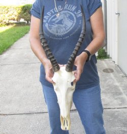 Female Blesbok 12 inch Horns on 14 inch Skull - $80