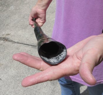 Polished Gemsbok Horn measuring 36-1/2 inches -  $35