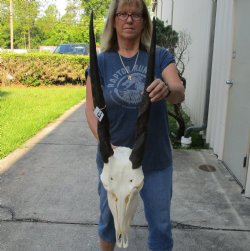 African Female Eland skull with 24-25 inch horns - $165