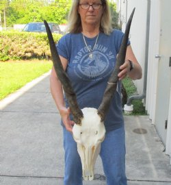 African Female Eland skull with 22-23 inch horns - $165