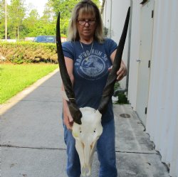 African Female Eland skull with 27-28 inch horns - $165