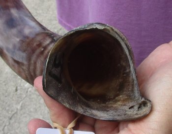 Half-Polished Kudu horn measuring 37 inches - $110