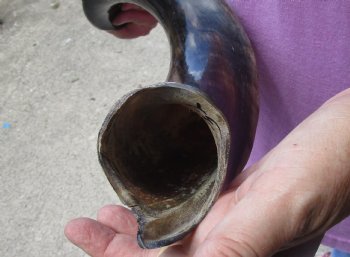 Half-Polished Kudu horn measuring 32 inches - $80