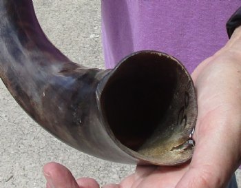 Half-Polished Kudu horn measuring 30 inches - $80