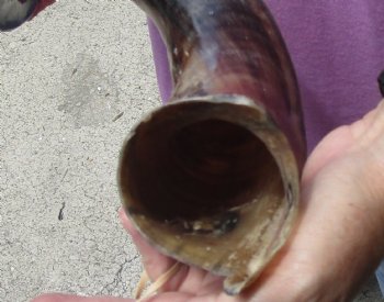 Half-Polished Kudu horn measuring 35 inches - $110