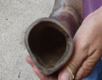 Half-Polished Kudu horn measuring 44 inches - $132