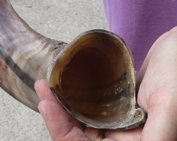 Half-Polished Kudu horn measuring 43 inches - $132