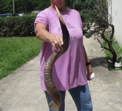 Half-Polished Kudu horn measuring 35 inches - $110