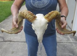 African Merino Ram/Sheep Skull with 24 inch Horns - $165