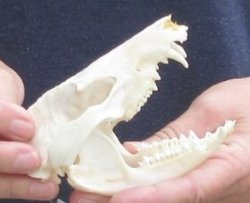 Opossum Skull 4-3/4 inches long and 2-1/2 inches wide - $40