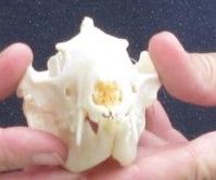 Opossum Skull 4-3/4 inches long and 2-1/2 inches wide - $40