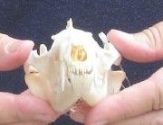 Opossum Skull 4-1/2 inches long and 2-1/2 inches wide - $40