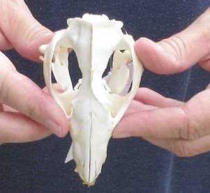 Opossum Skull 4 inch long and 2-1/4 inches wide - $40