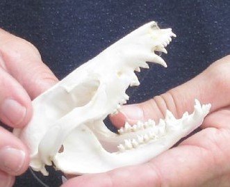 Opossum Skull 3-3/4 inch long and 2 inches wide - $40