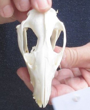 Opossum Skull 3-3/4 inch long and 2 inches wide - $40