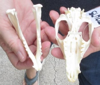 Opossum Skull 4 inch long and 2-1/4 inches wide - $40