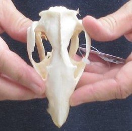 Opossum Skull 4-1/4 inches long and 2-1/4 inches wide - $40