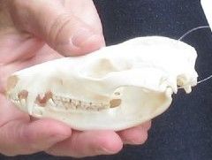 Opossum Skull 4-1/4 inches long and 2-1/4 inches wide - $40