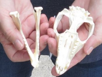 Opossum Skull 4-1/2 inches long and 2-1/2 inches wide - $40