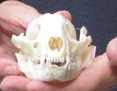 Raccoon Skull 4-3/4 inches long and 3 inches wide  - $30