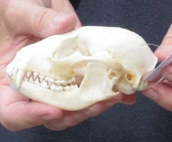 Raccoon Skull 4-1/4 inches long and 3 inches wide  - $30